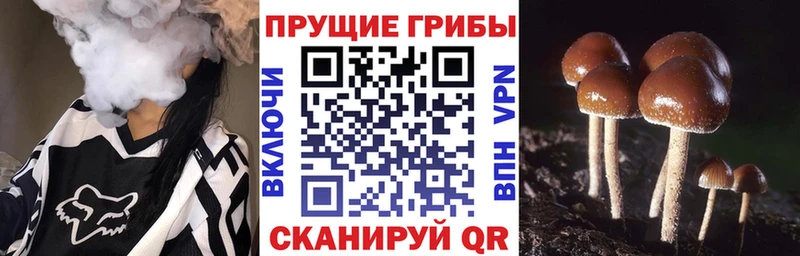 Псилоцибиновые грибы Psilocybine cubensis OMG зеркало Грозный